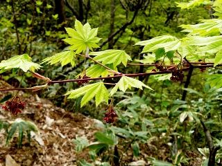 ハウチワカエデ（葉団扇楓）の写真