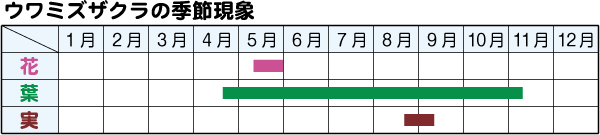 ウワミズザクラの季節現象