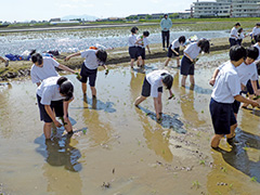 【写真】田植えの様子