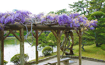 藤(撮影場所:白山公園)