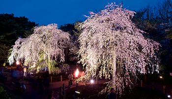 春はしだれ桜のライトアップ