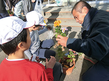 菊栽培(竹尾小学校)