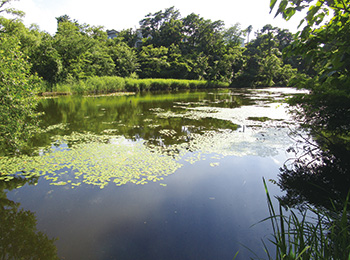 じゅんさい池公園