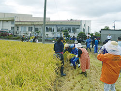 稲刈り体験（東特別支援学校）