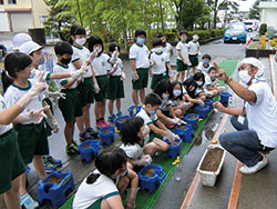 花のまち竹尾の菊栽培（竹尾小学校）