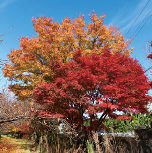 東区の紅葉2