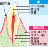 健康な状態の歯ぐきの断面図