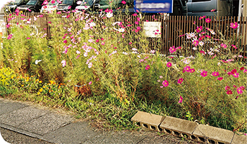 道路脇に植えたコスモス