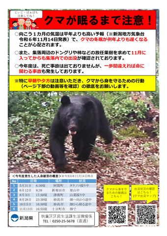 クマ画像