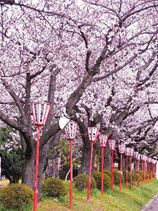 桜の写真