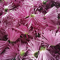 たくさんのカキノモトの花の写真