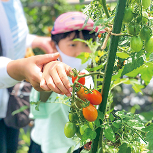 野菜の収穫体験をしている女の子の写真