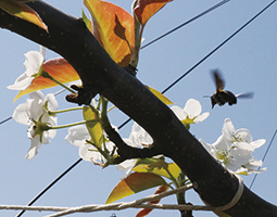 ナシの花に近づくクマバチの写真