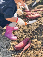 長靴を履きシャベルを持った子どもが芋を掘っている写真