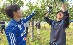 アルビの選手と白根高校の選手が摘果作業をする写真