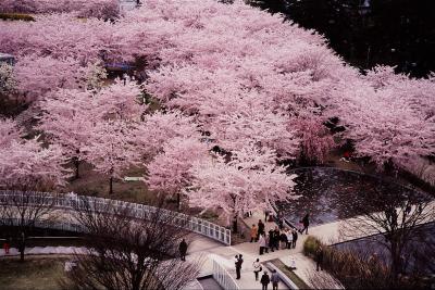 白山公園の写真