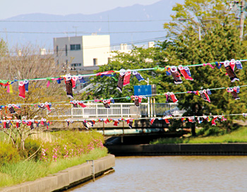 西川のこいのぼり