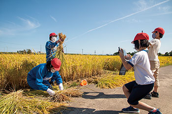 笠木小学校　稲刈り