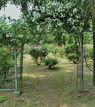 寺尾中央公園　バラ園