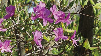 佐潟に咲く春の花