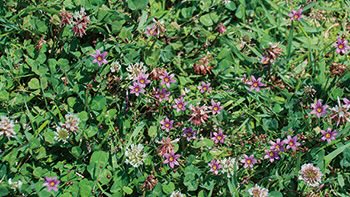 佐潟初夏の植物観察会