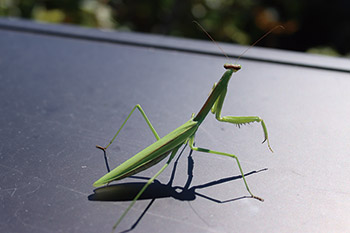 チョウセンカマキリ