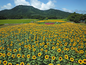 上堰潟公園　ピンク色のハート型花壇（中央）と周囲のひまわり畑の写真