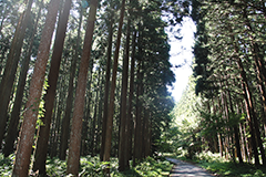 多宝山林道より