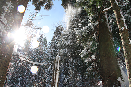 角田山の木々（1月）