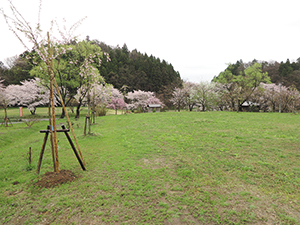 桜の写真