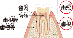 歯の構造のイラスト