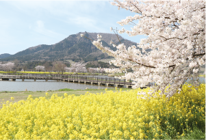 上堰潟公園の桜・菜の花の写真