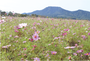 上堰潟公園のコスモスの写真