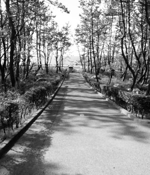 写真　西海岸公園の松林