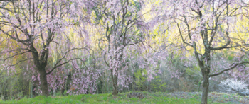 米美知子新春写真展