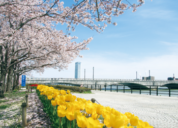 信濃川やすらぎ堤緑地