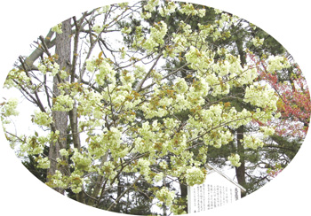 鬱金桜