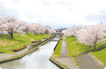 桜遊歩道公園